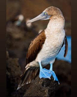 The blue-footed booby (Sula nebouxii) is a marine bird native to subtropical and tropical regions of the eastern Pacific Ocean. It is one of six species of the genus Sula – known as boobies. It is easily recognizable by its distinctive bright blue feet, which is a sexually selected trait and a product of their diet. Males display their feet in an elaborate mating ritual by lifting them up and down while strutting before the female. #bluefootedbooby #booby #galapagos #galapagosislands #galapagos #birdphotography #naturephotography #ornithology #sonyalpha #sonya9iii #sonypro #sonyusa #wildlifephotography #pacificocean #pacific #ecuador #evolution #conservation #birdconservation #wildlifeconservation