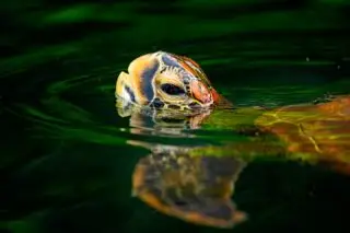 Galapagos green turtle - The only turtle species to breed and nest in Galapagos, and a frequent sighting on snorkelling and boat trips around the Archipelago. #galapagosgreenturtle #galapagos #galapagosturtle #seaturtle #galapagosislands #evolution #darwin #nature #evolveordie #galapagosconservation