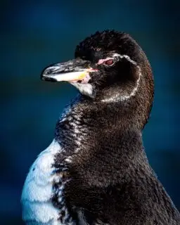 Galapagos Penguin - The Galápagos penguin (Spheniscus mendiculus) is a penguin endemic to the Galápagos Islands and Ecuador. It is the only penguin found north of the equator. Most inhabit Fernandina Island and the west coast of Isabela Island. The cool waters of the Humboldt and Cromwell Currents allow it to survive despite the tropical latitude. The Galápagos penguin is one of the banded penguins, the other species of which live mostly on the coasts of Africa and mainland South America. #galapagos #galapagospenguin #penguin #galapagosconservancy #galapagosconservation #evolution #darwin #humboltcurrent #ecuador #celebritycruises #sonyalpha #sonya9iii #sonyprousa #naturephotography #birdphotography #ornithology #wildlifephotography