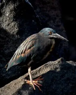 Striated Heron (Galapagos) - I absolutely love the colors and light on this heron. #striatedheron #galapagosislands #galapagos #sony #sonyalpha #sonypro #birdphotography #birding #naturephotography #naturephotographer