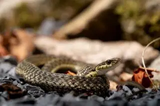 Eastern Gartersnake - one of the most common snakes found in Tennessee. #EasternGartersnake #gartersnake #tennessee #eattennessee #reptile #slither #sonyphotography #wildlifephotography #sonya9iii