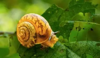 Apalachina chilhoweensis (Lewis, 1870) 

Thanks to @sheena.jessee24 for spotting this beautiful snail while hiking! Such a unique and beautiful shell! 

#snail #nature #appalachianmountains #snailshell #wild #wilderness #getoutside #explore #sonyalpha9iii #sonyprousa