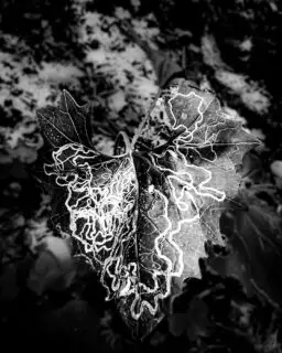 The Chaos of Nature! - While hiking last weekend, I noticed a leaf with lines left on it by an insect, which reminded me of the chaos and order of nature. All around us, there is a balancing act between chaos and order. Since the beginning of existence, humans have tried to understand, explain, and define these boundaries—whether through religion, science, personal opinions, or other means. Yet, these attempts, in turn, create their own set of chaos and order. To me, nature reveals the simplest way to understand the world around us today!
 #chaos #entropy #evolution #philosophy #understanding #deepthoughts #blackandwhite #snailtrail