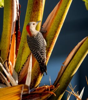 Red-bellied woodpecker #Redbelliedwoodpecker #woodpecker #florida #wildlife #birding #birdwatching #sonya9Iii #sonyalpha