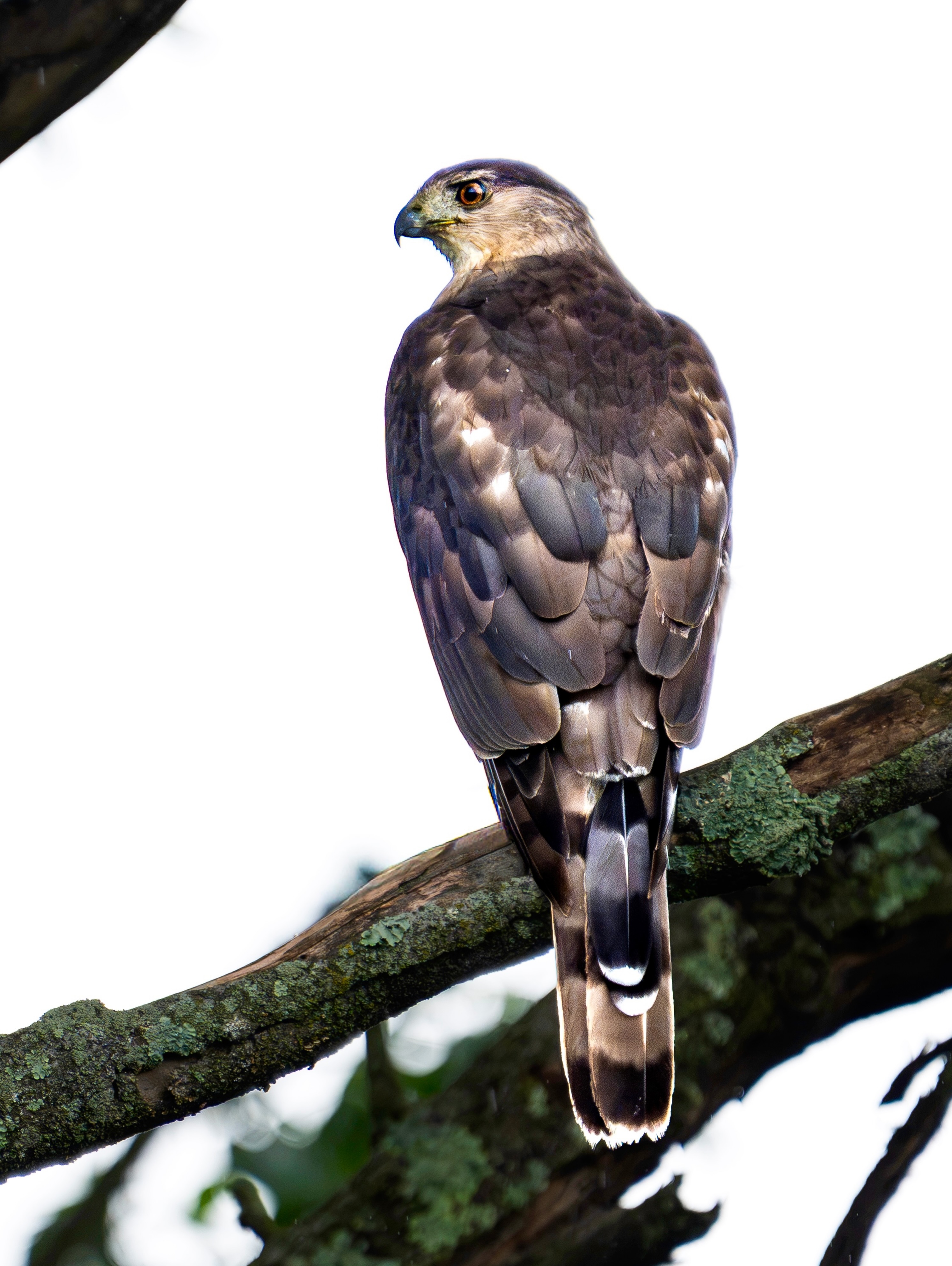 Cooper’s Hawk - common throughout the U.S. This species primarily hunts small-to-medium-sized birds, but will also commonly take small mammals and sometimes reptiles.
Captured on the @sony A9III Sony 200-600MM + 1.4x TC
#coopershawk #birding #birdphotography #sonya9ⅱi